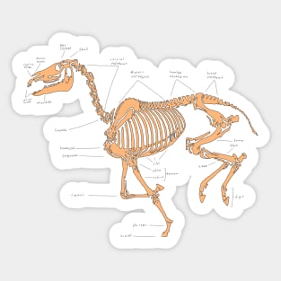 Skeleton horse anatomical sketch (tan) Sticker